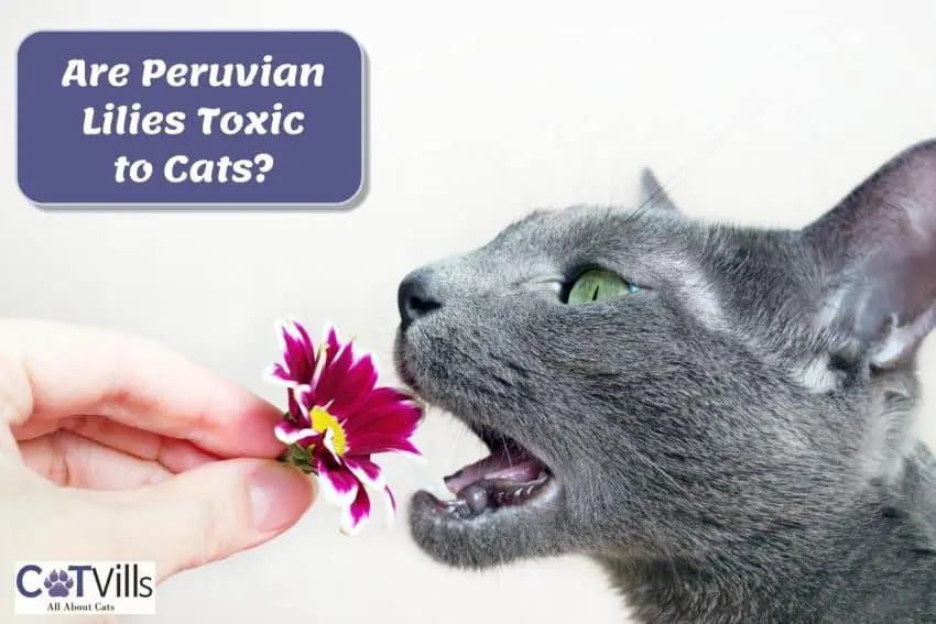 a gray cat is about to eat a purple flower