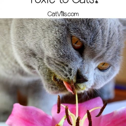 A British shorthair cat tasting a lily flower. Are Peruvian lilies toxic to cats?