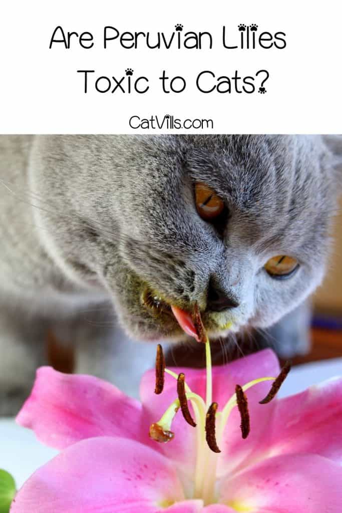 A British shorthair cat tasting a lily flower. Are Peruvian lilies toxic to cats? (alstroemeria cat safe)
