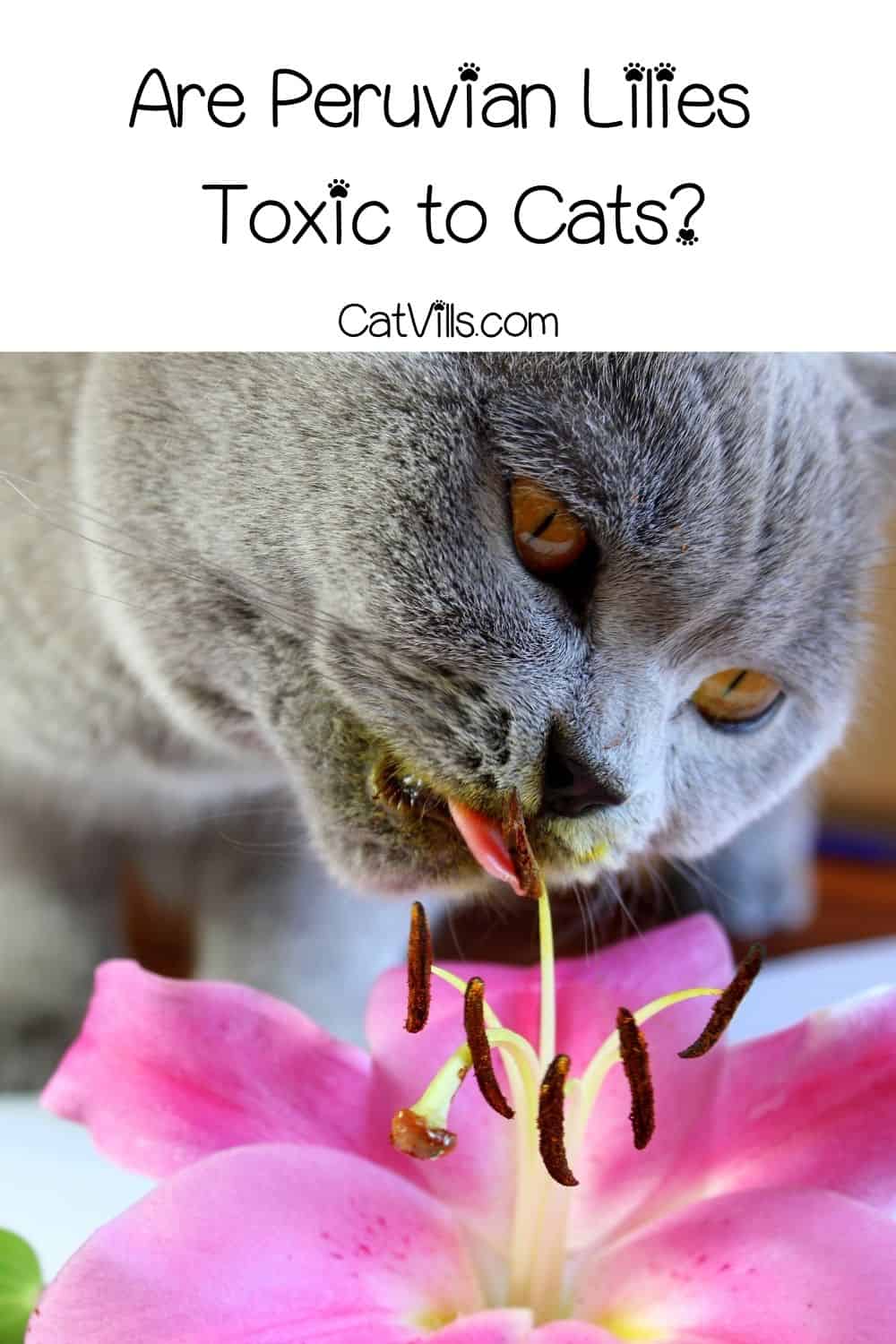Are Peruvian Lilies Toxic to Cats? How About True Lilies?