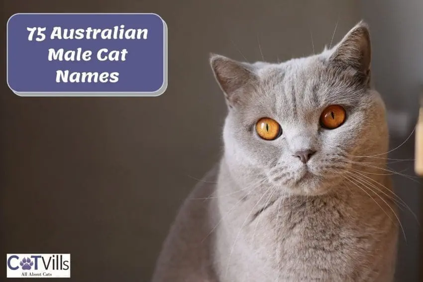 australian cat names for males