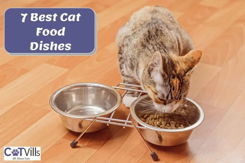 tiger cat eating dry cat food in the best cat food dishes