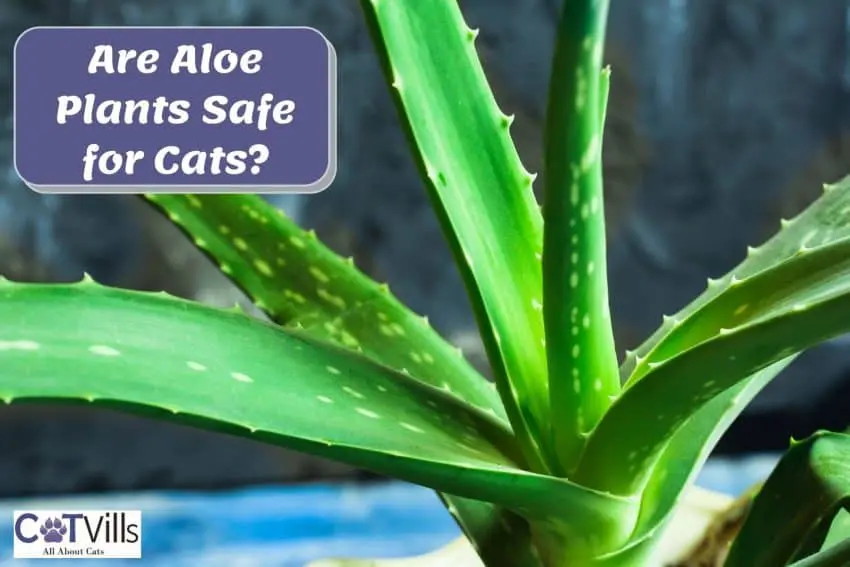 an aloe vera plant. are aloe plants safe for cats?