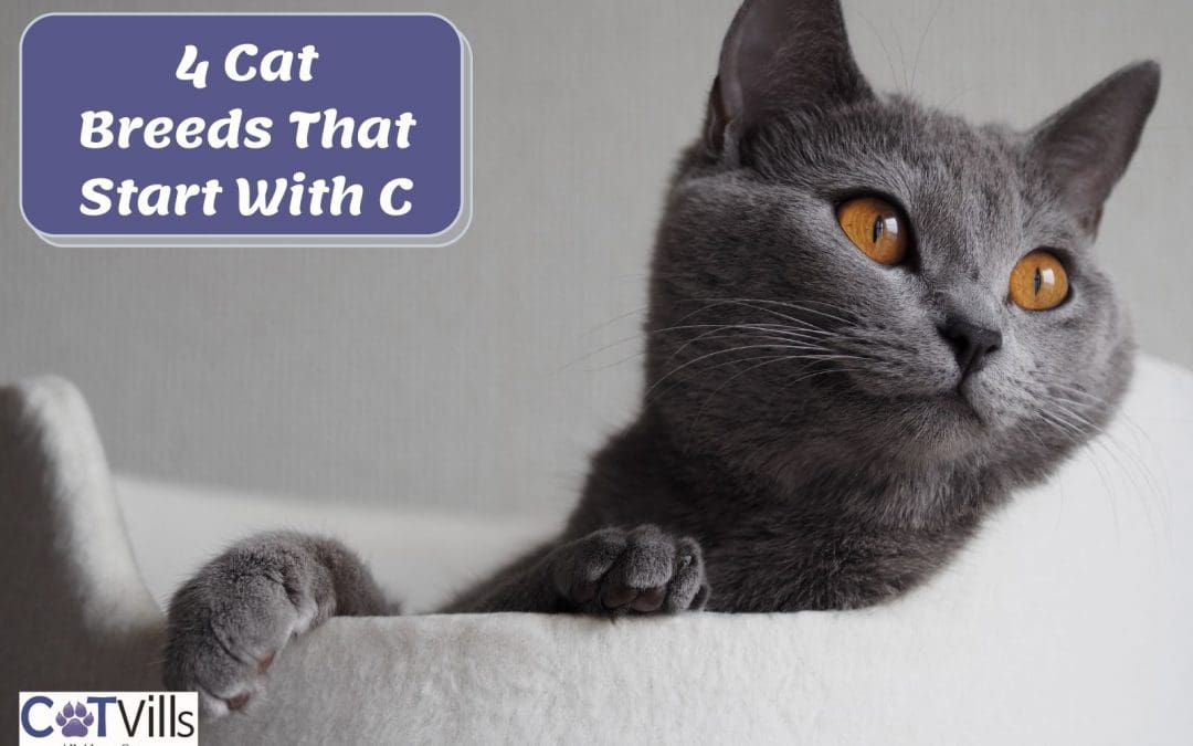 4 Gorgeous Cat Breeds That Start With C