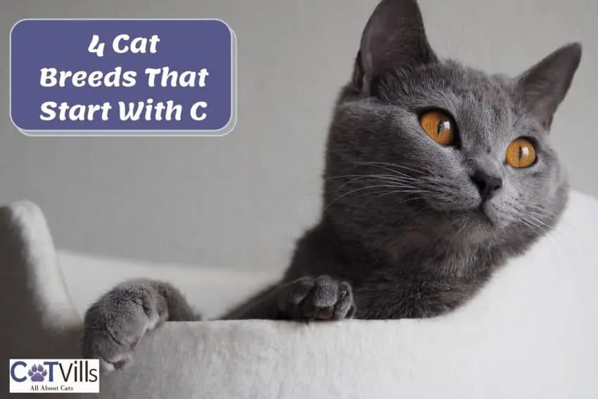 4 Gorgeous Cat Breeds That Start With C