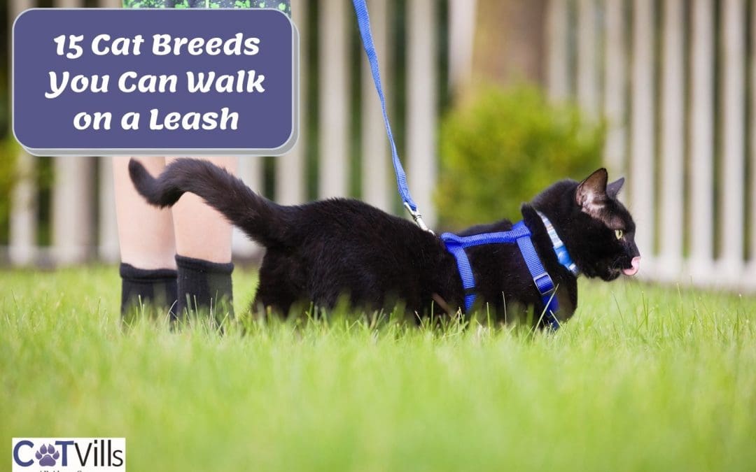 15 Amazing Cat Breeds You Can Walk On A Leash