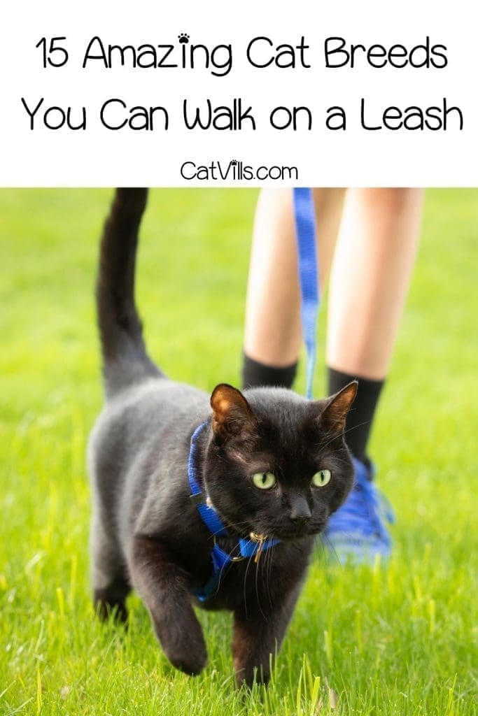 15 cat breeds you can walk on a leash