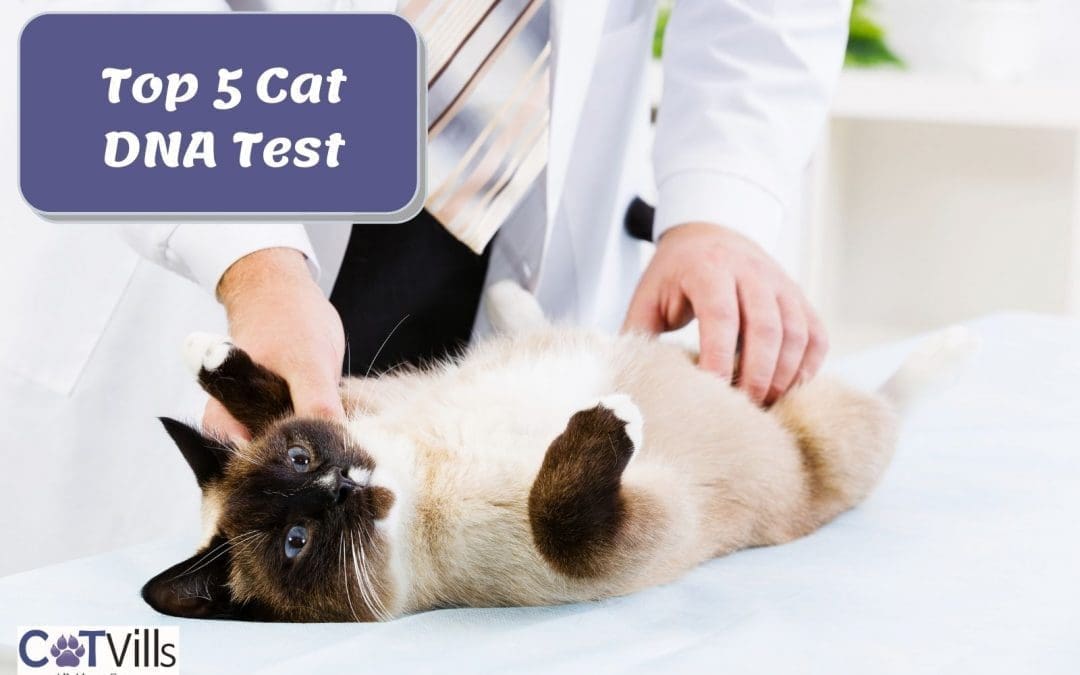 5 Cat DNA Test Kits: DNA Testing Made Simple