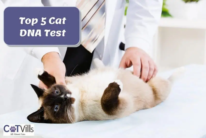 siamese cat being checked for cat dna test reviews