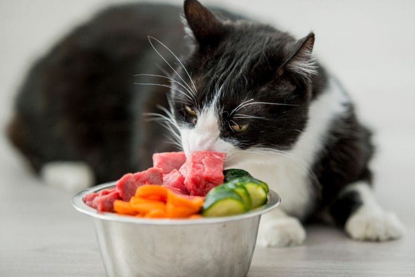 black and white cat eating raw food