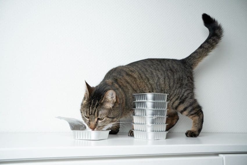 domestic cat eating a homemade cat food