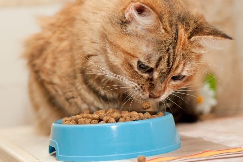 brown cat eating cat food