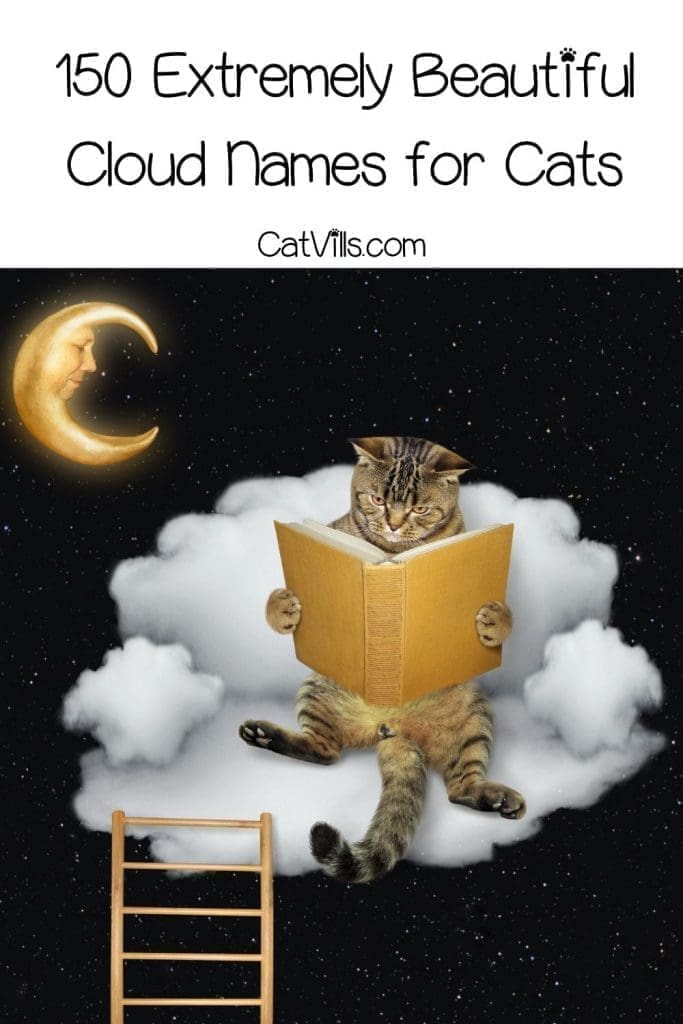 tiger cat reading a book with 150 beautiful cloud names for cats