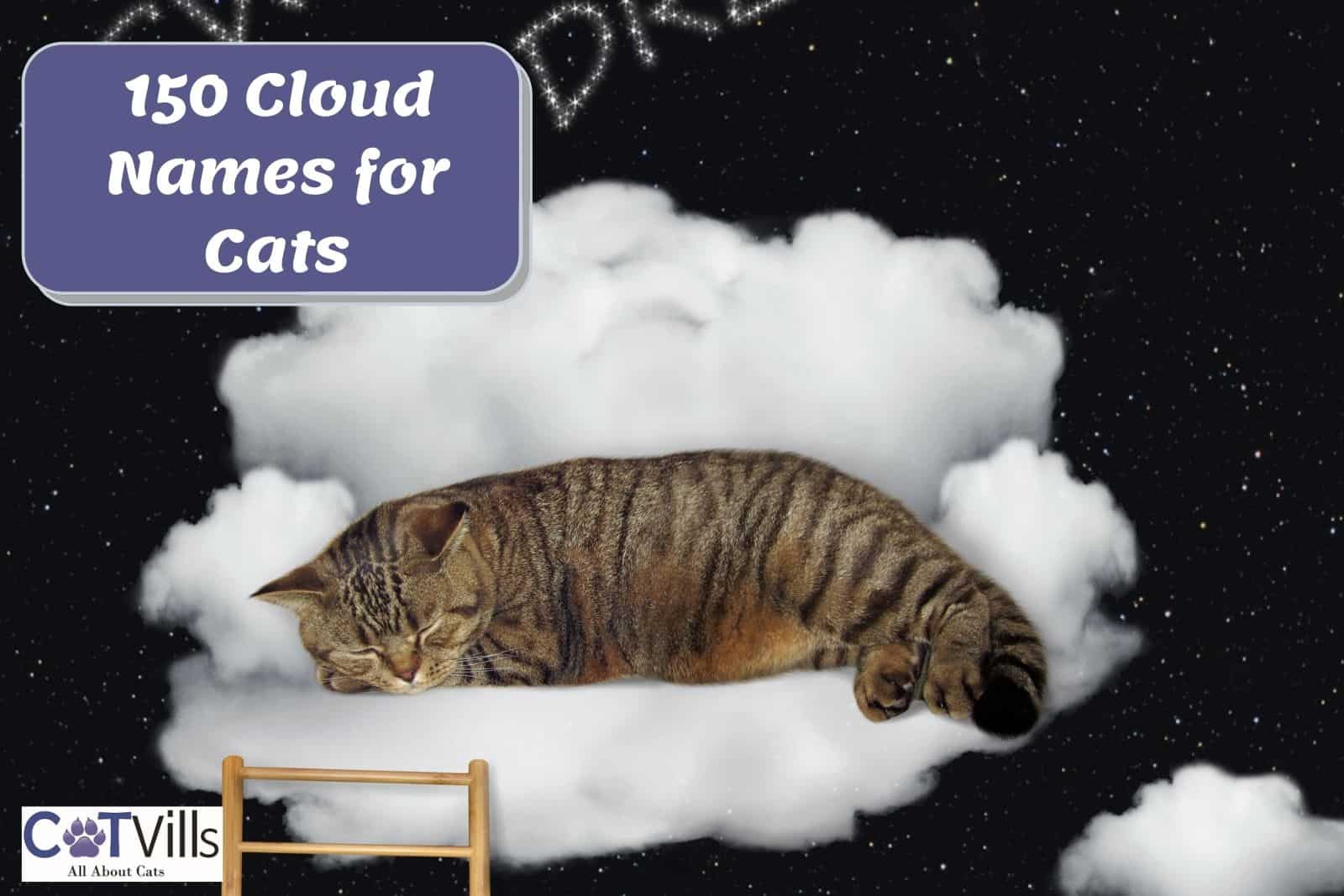 Cloud Names for Cats 150 Extremely Beautiful Ideas