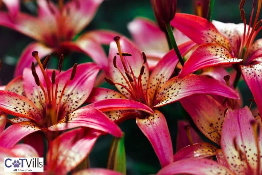 beautiful pink lilies