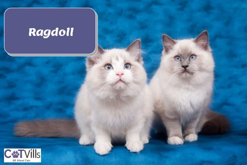 two adorable ragdoll cats sitting beside each other