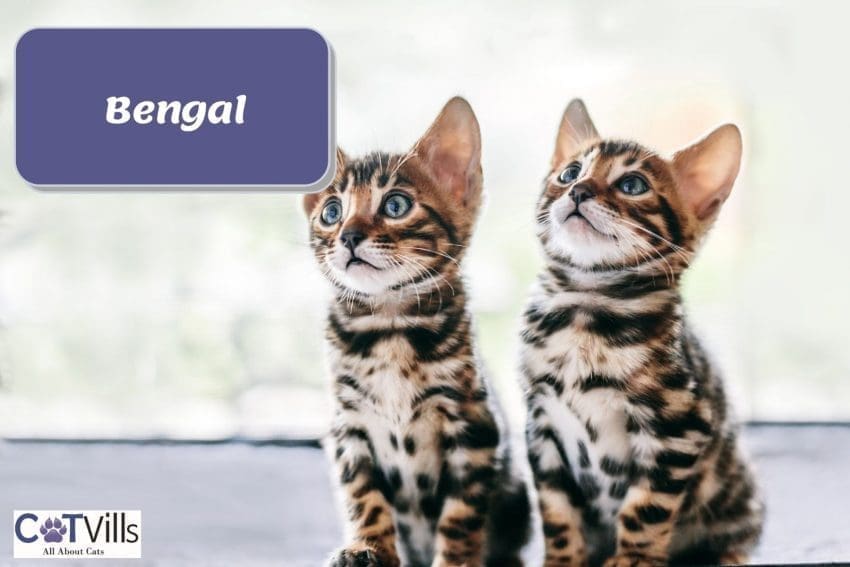 two cute bengal kittens