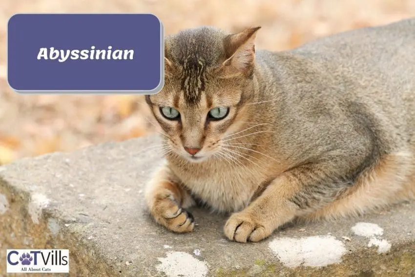 Abyssinian cat sitting on top of a stone