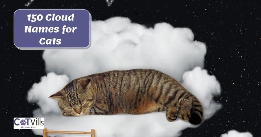 cat sleeping on a fluffy cloud