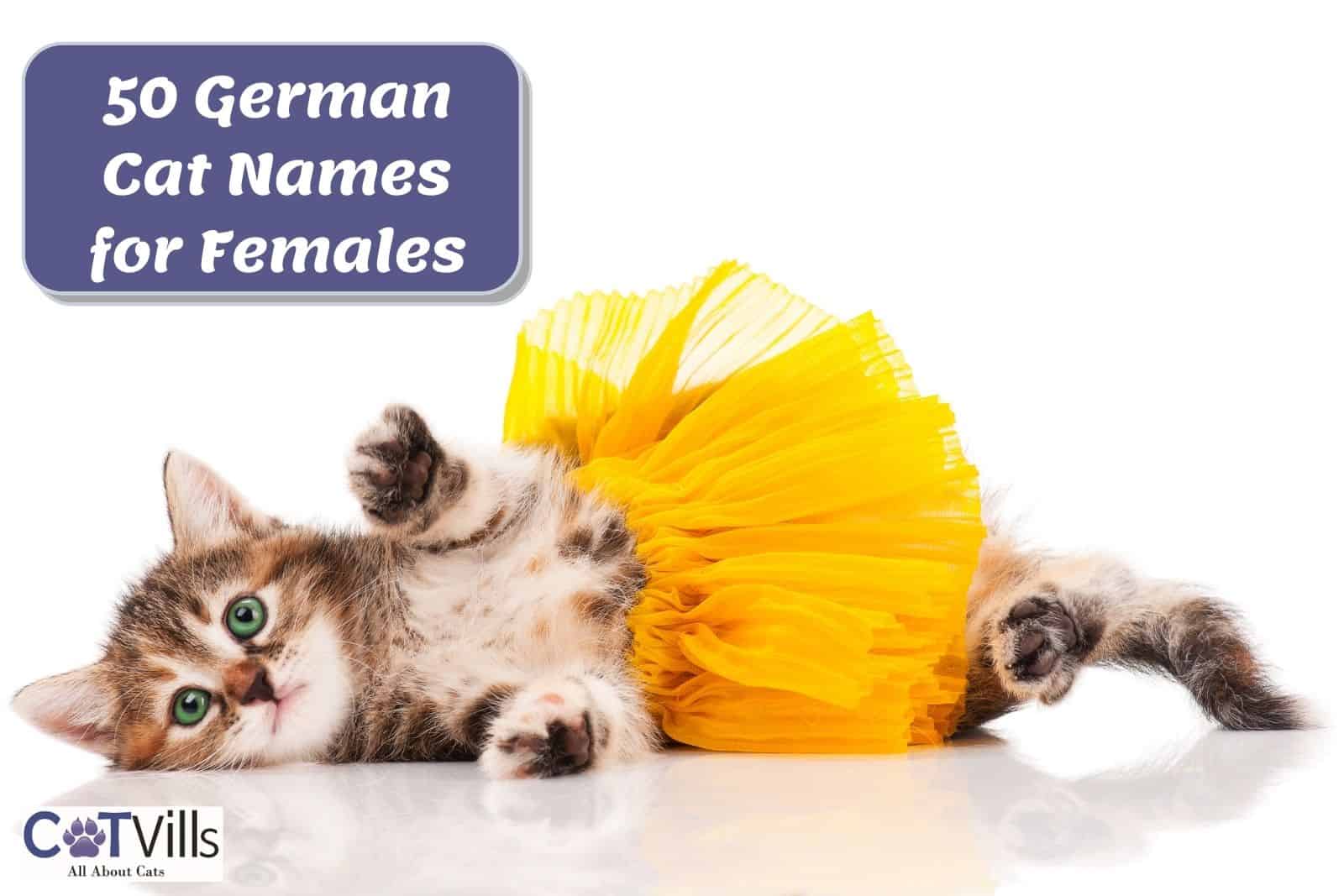 100 German Cat Names Unique And Adorable Picks For Your Cat