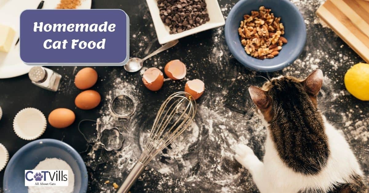 Homemade Cat Food (Benefits, Risks, and Recipes]