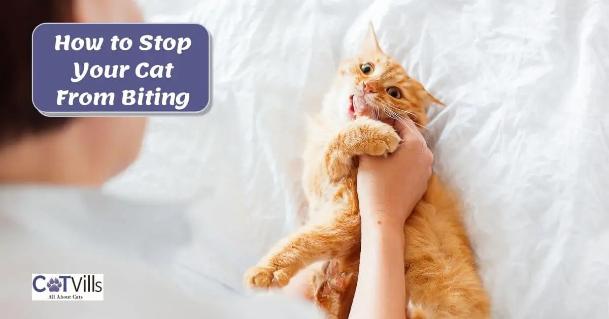 How to Stop Your Cat From Biting You [10 Useful Tips]