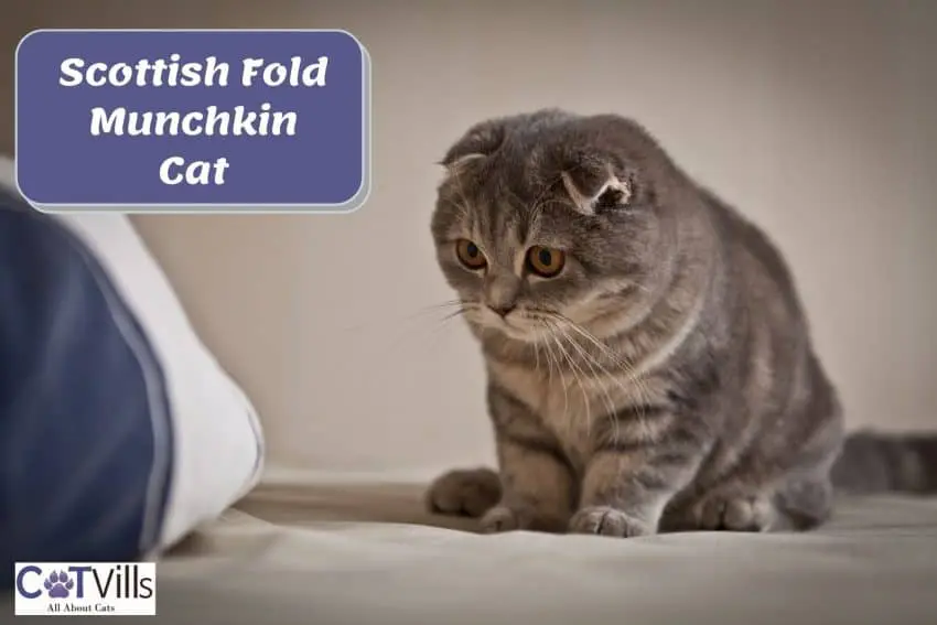 Scottish Fold Munchkin Cat curious about the thing in front of her