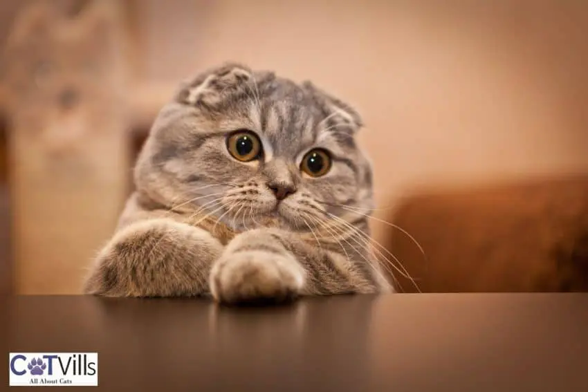 a cute Scottish Fold Munchkin kitten