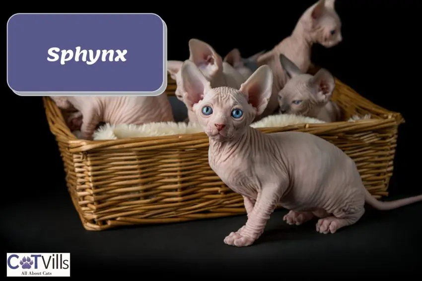 a basket loaded with Sphynx kittens