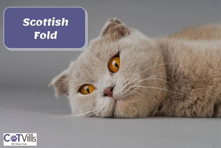 a cute Scottish fold cat lying on the floor