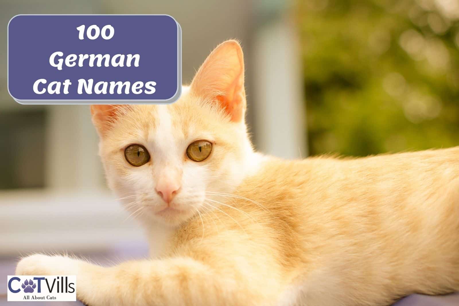 German Cat Names 100 Glorious Ideas For Males And Females