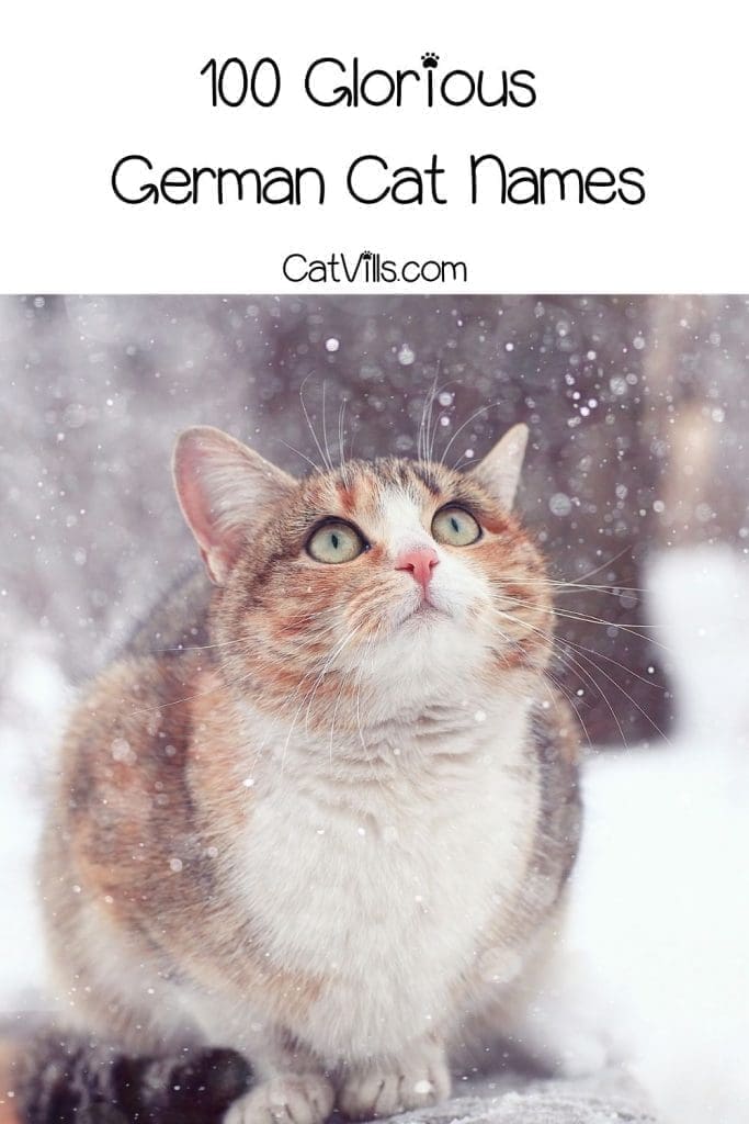German Cat Names