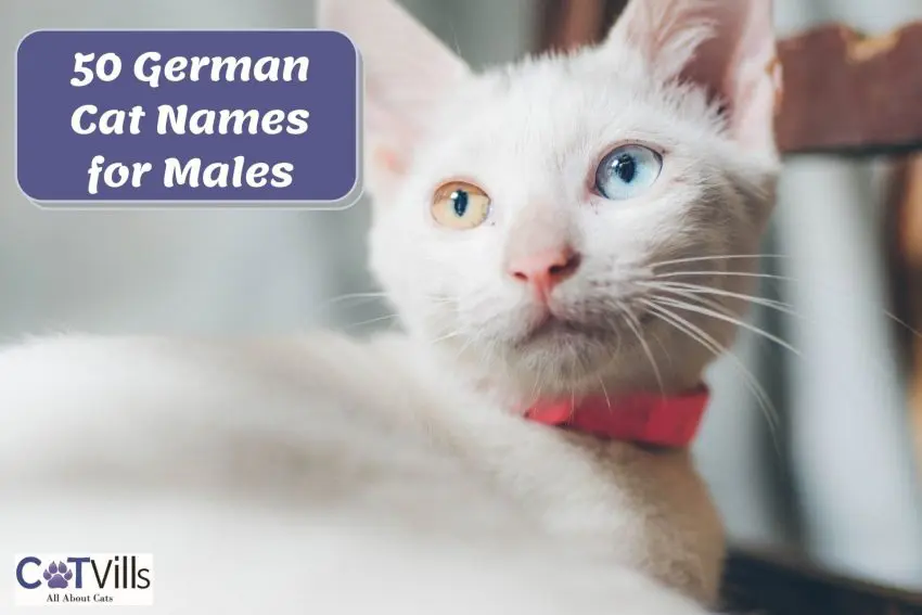 male german cat names