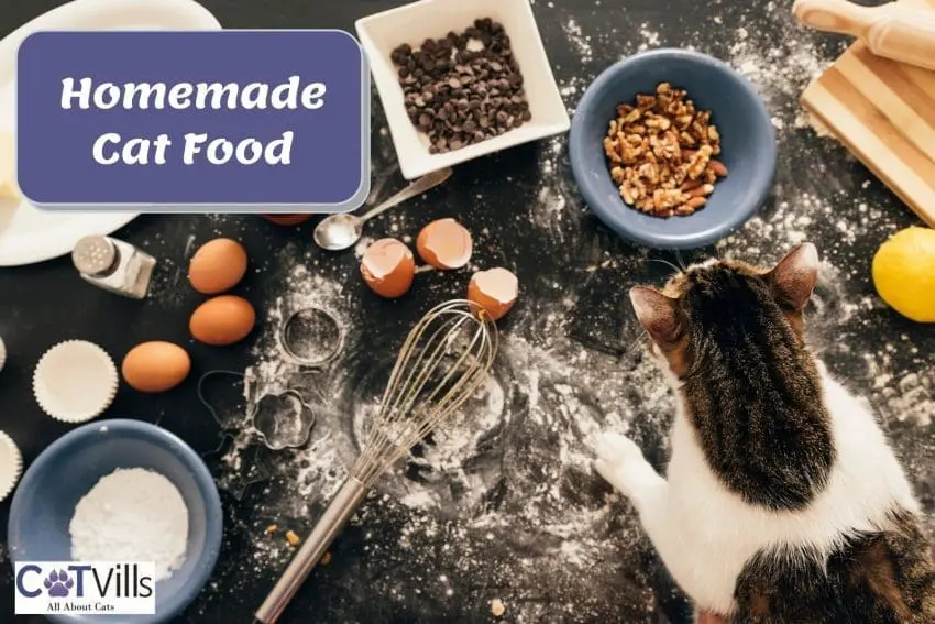 Homemade Cat Food