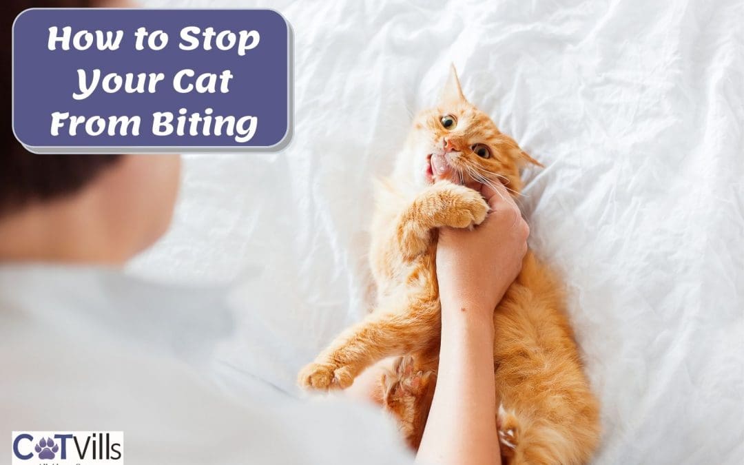 Learn How to Stop a Cat from Biting with Effective Strategies
