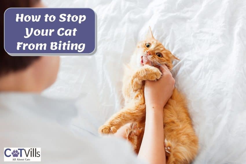 Learn How to Stop a Cat from Biting with Effective Strategies