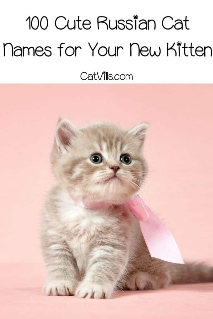 100-cute-male-female-russian-cat-names-for-your-new-kitten