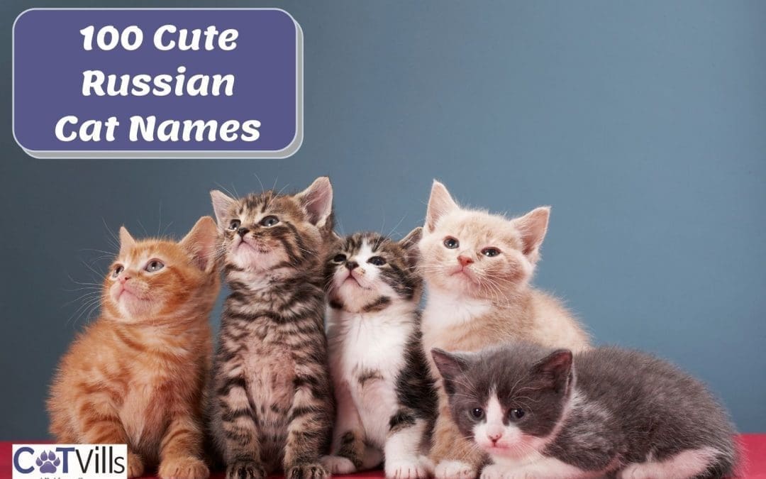 100 Cute Russian Cat Names for Your New Kitten