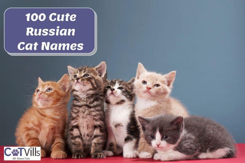 5 different breed of kittens perfect for Russian cat names