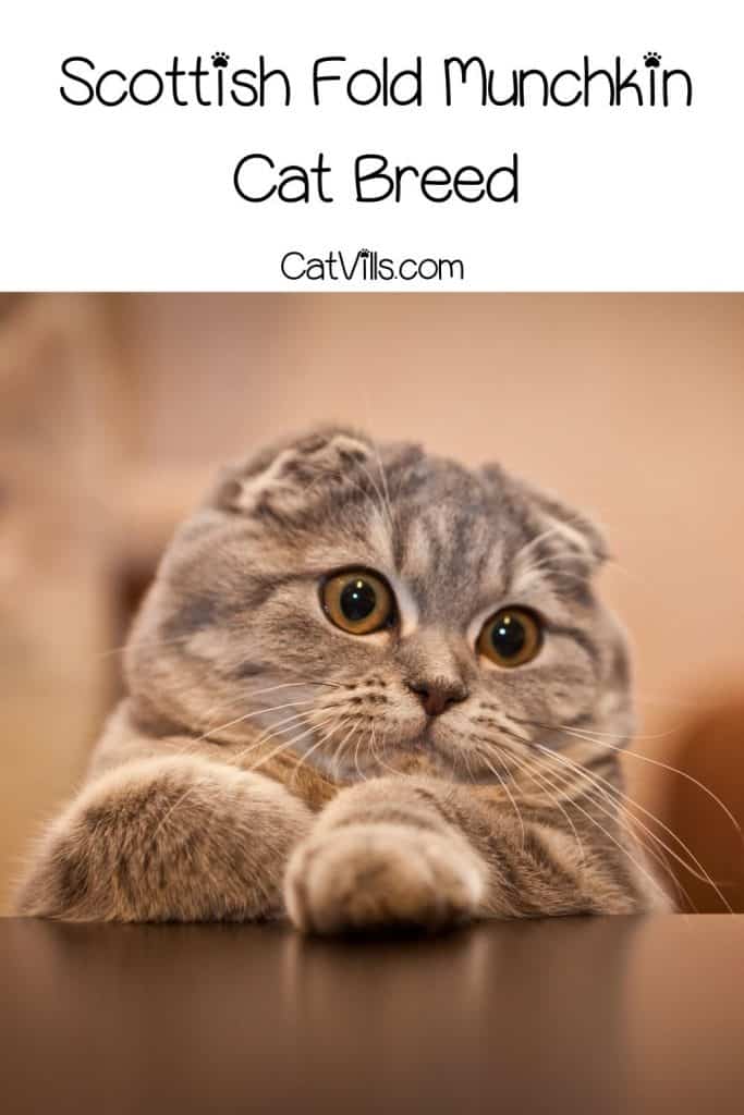  eine sehr entzückende Scottish Fold Munchkin Katze legt seine Hände auf den Tisch