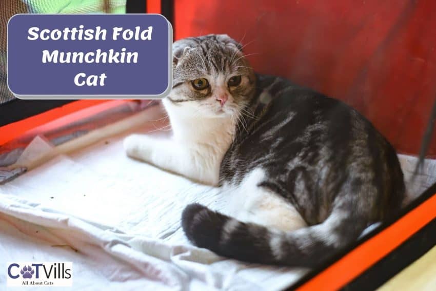 Scottish Fold Munchkin Cat resting
