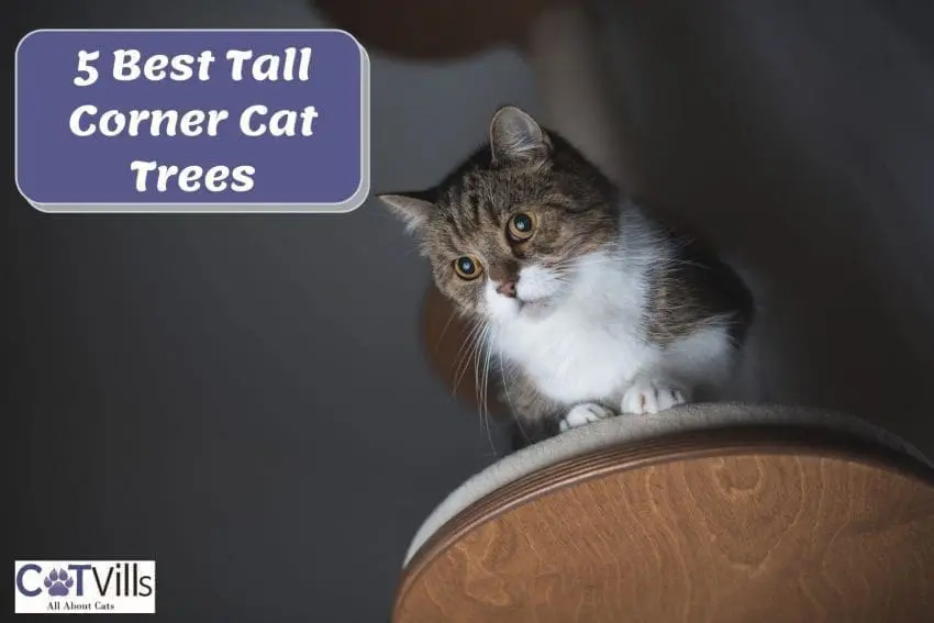 5 Best Corner Cat Trees: Clutter-Free and Happy Home