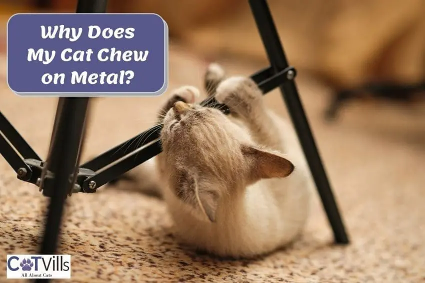 brownish cat chewing on metal chair: why does my cat chew on metal?