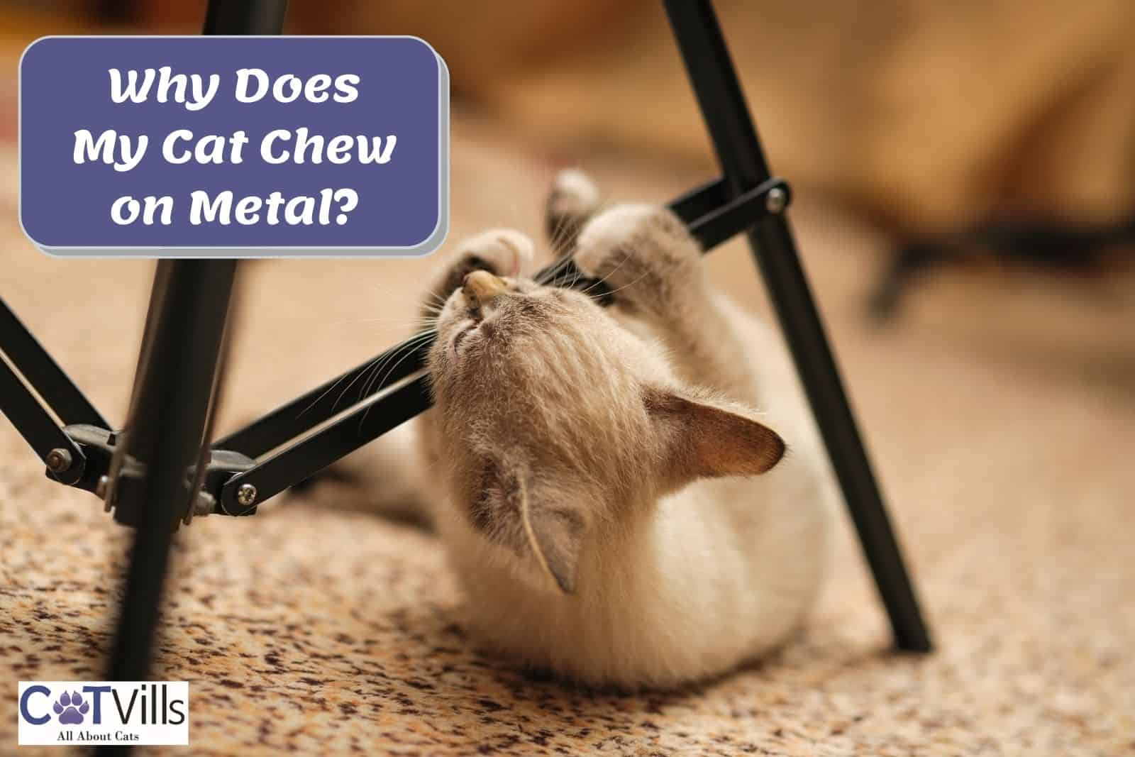 Why Does My Cat Chew on Metal? 5 Reasons + 6 Prevention Tips