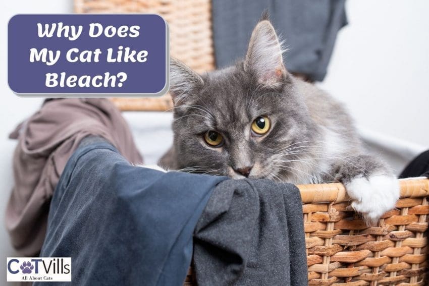 Why Do Cats Like Bleach? Things You need To Know