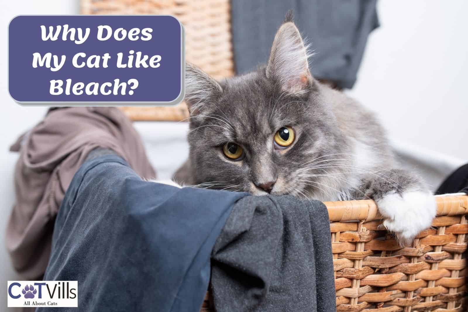 Why Do Cats Like Bleach?  
