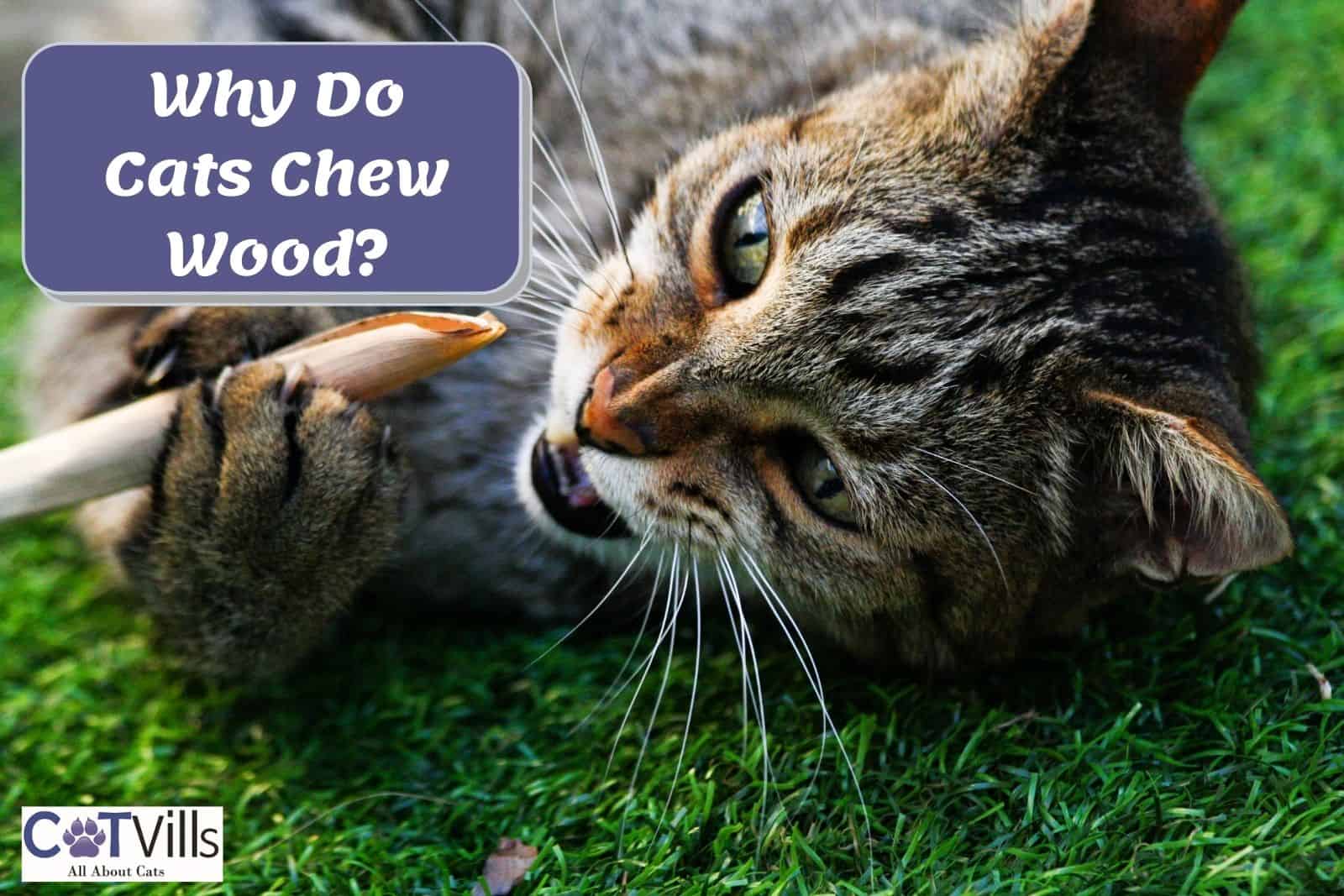 Why Does My Cat Chew on Wood? + 4 Tips to Prevent it