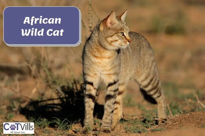 a tall African wild cat