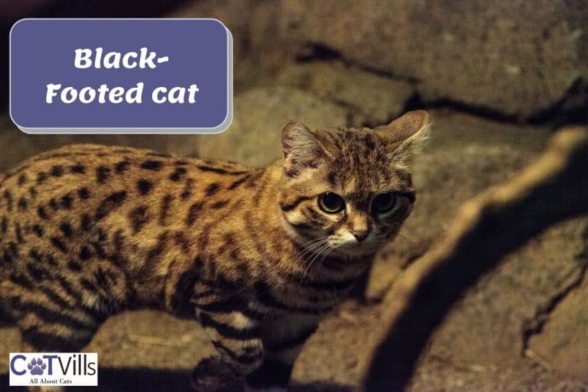 a fierce black-footed cat