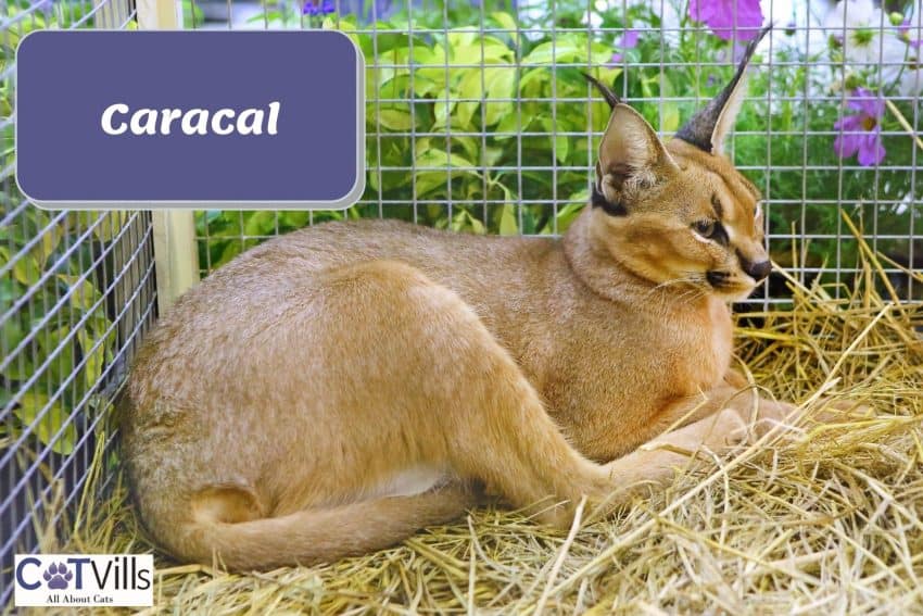 Caracal cat resting on a cage